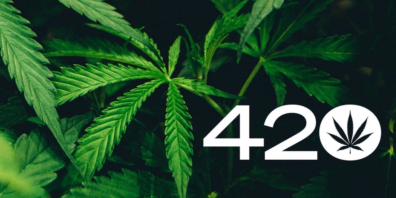 420 and cannabis plant